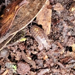 Philosciidae (family) at Harolds Cross, NSW - 15 Jan 2022