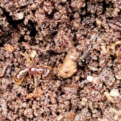 Amblyopone sp. (genus) (Slow ant) at Harolds Cross, NSW - 15 Jan 2022 by tpreston