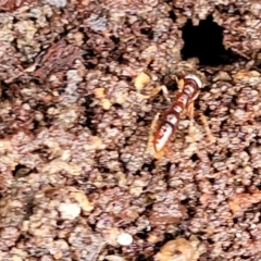 Amblyopone sp. (genus) at Harolds Cross, NSW - 15 Jan 2022 12:28 PM