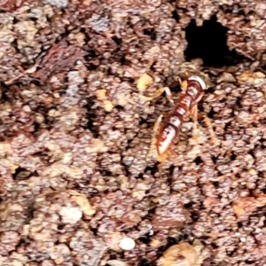 Amblyopone sp. (genus) at Harolds Cross, NSW - 15 Jan 2022