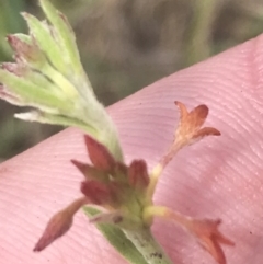 Pimelea curviflora var. sericea at Rendezvous Creek, ACT - 10 Jan 2022 11:13 AM