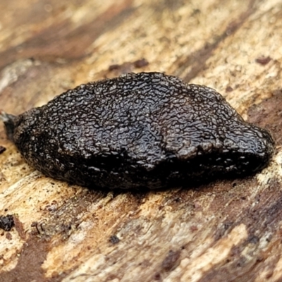 Cystopelta astra (Snowy Mountains Humpback Slug) at QPRC LGA - 15 Jan 2022 by tpreston