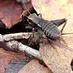 Eurepa marginipennis (Mottled bush cricket) at Harolds Cross, NSW - 15 Jan 2022 by tpreston