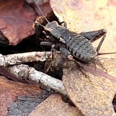 Eurepa marginipennis (Mottled bush cricket) at QPRC LGA - 15 Jan 2022 by tpreston