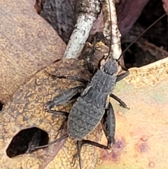 Eurepa marginipennis at Harolds Cross, NSW - 15 Jan 2022 12:25 PM