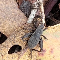 Eurepa marginipennis at Harolds Cross, NSW - 15 Jan 2022 12:25 PM