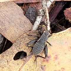 Eurepa marginipennis at Harolds Cross, NSW - 15 Jan 2022 12:25 PM