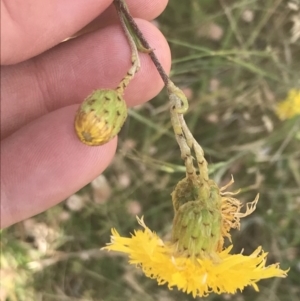 Podolepis jaceoides at Rendezvous Creek, ACT - 10 Jan 2022 11:16 AM