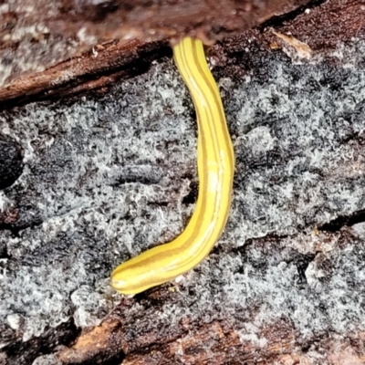 Caenoplana sulphurea (A Flatworm) at Harolds Cross, NSW - 15 Jan 2022 by trevorpreston