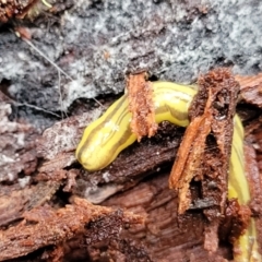 Caenoplana sulphurea at Harolds Cross, NSW - 15 Jan 2022