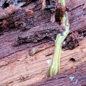 Caenoplana sulphurea at Harolds Cross, NSW - 15 Jan 2022