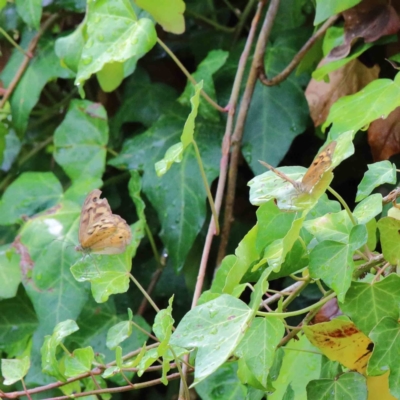 Heteronympha merope (Common Brown Butterfly) at Yarralumla, ACT - 15 Jan 2022 by ConBoekel