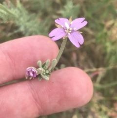 Epilobium billardiereanum (Willowherb) at Namadgi National Park - 10 Jan 2022 by Tapirlord