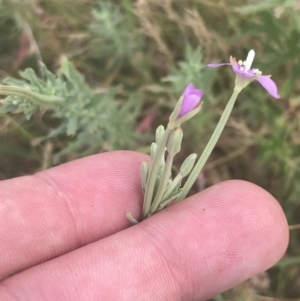 Epilobium billardiereanum at Rendezvous Creek, ACT - 10 Jan 2022 11:16 AM