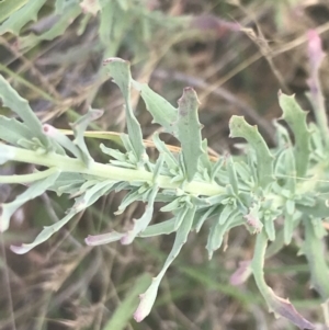 Epilobium billardiereanum at Rendezvous Creek, ACT - 10 Jan 2022 11:16 AM