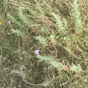 Epilobium billardiereanum at Rendezvous Creek, ACT - 10 Jan 2022