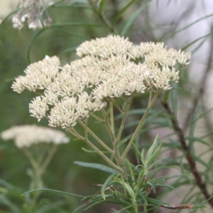 Cassinia longifolia at Yarralumla, ACT - 15 Jan 2022