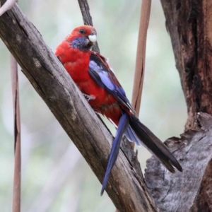 Platycercus elegans at Yarralumla, ACT - 15 Jan 2022 11:22 AM