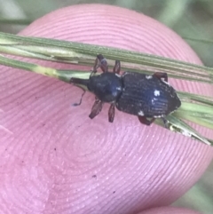 Aoplocnemis sp. (genus) (A weevil) at Namadgi National Park - 10 Jan 2022 by Tapirlord