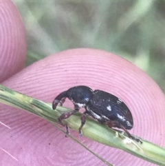 Aoplocnemis sp. (genus) at Rendezvous Creek, ACT - 10 Jan 2022