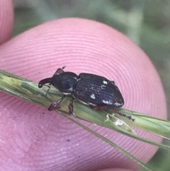 Aoplocnemis sp. (genus) at Rendezvous Creek, ACT - 10 Jan 2022