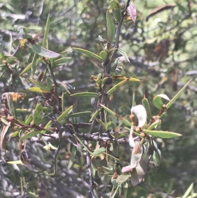 Acacia siculiformis (Dagger Wattle) at Namadgi National Park - 10 Jan 2022 by Tapirlord