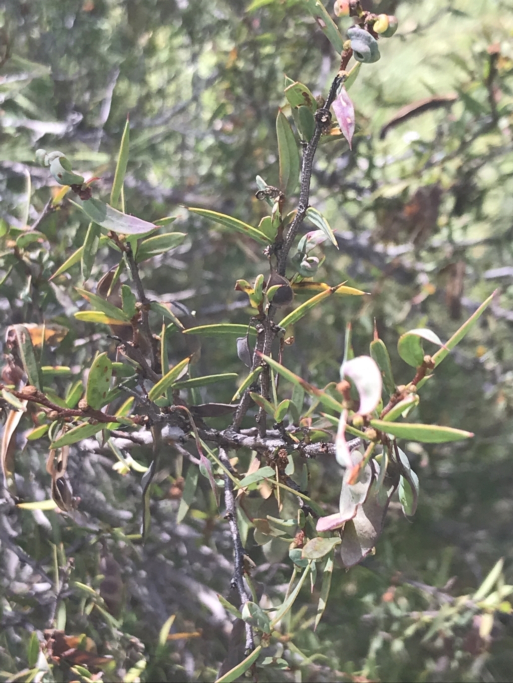 Acacia siculiformis at Rendezvous Creek, ACT - 10 Jan 2022
