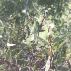Acacia siculiformis at Rendezvous Creek, ACT - 10 Jan 2022