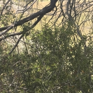 Acacia siculiformis at Rendezvous Creek, ACT - 10 Jan 2022 11:28 AM