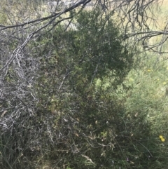 Acacia siculiformis at Rendezvous Creek, ACT - 10 Jan 2022 11:28 AM