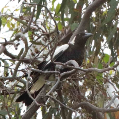 Gymnorhina tibicen (Australian Magpie) at Lake Burley Griffin West - 15 Jan 2022 by ConBoekel