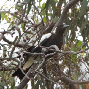 Gymnorhina tibicen at Yarralumla, ACT - 15 Jan 2022