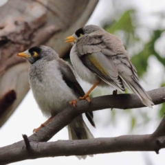 Manorina melanocephala (Noisy Miner) at Lake Burley Griffin West - 15 Jan 2022 by ConBoekel