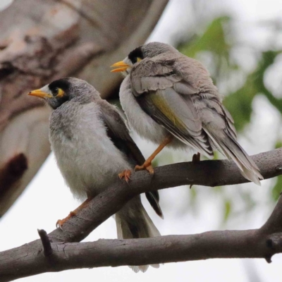 Manorina melanocephala (Noisy Miner) at Blue Gum Point to Attunga Bay - 15 Jan 2022 by ConBoekel