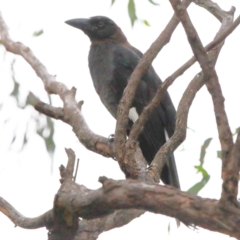 Strepera graculina (Pied Currawong) at Yarralumla, ACT - 15 Jan 2022 by ConBoekel