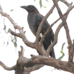 Strepera graculina (Pied Currawong) at Lake Burley Griffin West - 15 Jan 2022 by ConBoekel