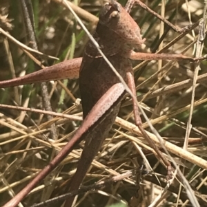 Lanciana montana at Rendezvous Creek, ACT - 10 Jan 2022 11:46 AM