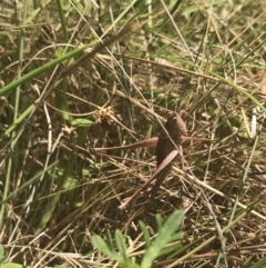 Lanciana montana at Rendezvous Creek, ACT - 10 Jan 2022 11:46 AM