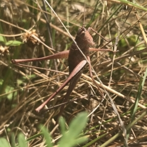 Lanciana montana at Rendezvous Creek, ACT - 10 Jan 2022 11:46 AM