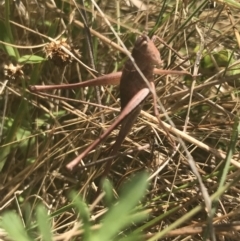 Lanciana montana at Rendezvous Creek, ACT - 10 Jan 2022 11:46 AM