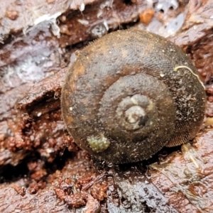 Austrochloritis (Genus) at Harolds Cross, NSW - 15 Jan 2022 12:20 PM