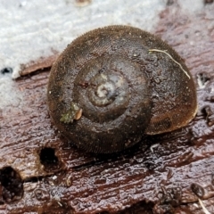 Austrochloritis (Genus) at Harolds Cross, NSW - 15 Jan 2022 12:20 PM