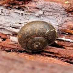 Austrochloritis (Genus) at Harolds Cross, NSW - 15 Jan 2022 12:20 PM