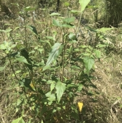 Gynatrix pulchella (Hemp Bush) at Namadgi National Park - 10 Jan 2022 by Tapirlord