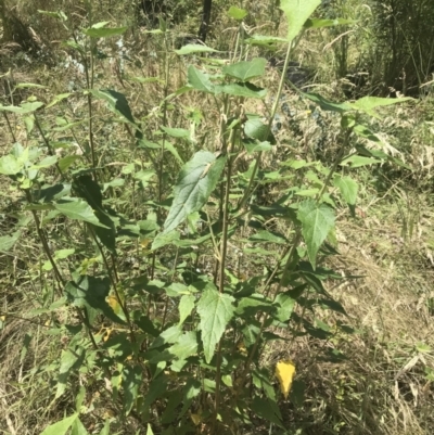 Gynatrix pulchella (Hemp Bush) at Namadgi National Park - 10 Jan 2022 by Tapirlord