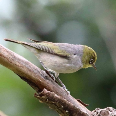 Zosterops lateralis (Silvereye) at Lake Burley Griffin West - 15 Jan 2022 by ConBoekel