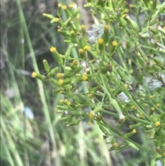 Senecio diaschides (Erect Groundsel) at Booth, ACT - 10 Jan 2022 by Tapirlord