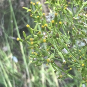 Senecio diaschides at Booth, ACT - 10 Jan 2022