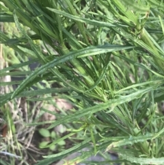 Senecio diaschides at Booth, ACT - 10 Jan 2022