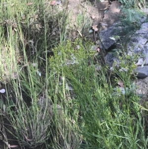 Senecio diaschides at Booth, ACT - 10 Jan 2022